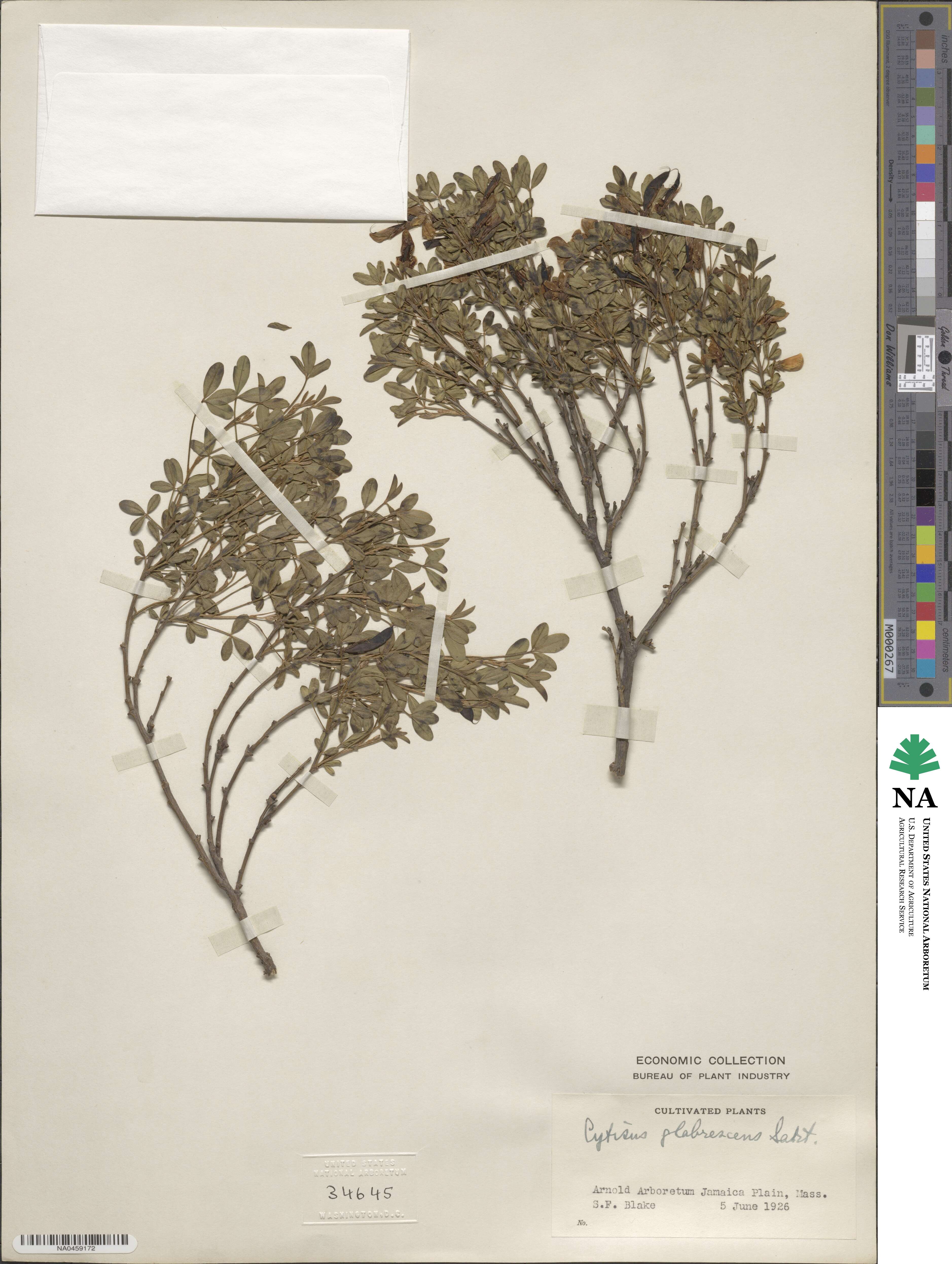 Cytisus emeriflorus image