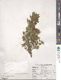 Cytisus hirsutus image