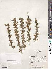 Cytisus hirsutus image