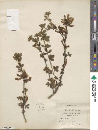 Cytisus hirsutus image