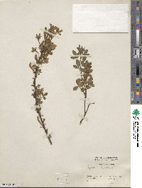 Cytisus hirsutus image