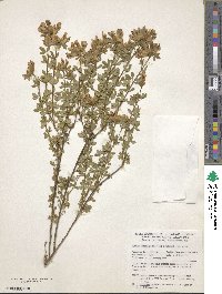 Chamaecytisus albus image