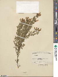 Chamaecytisus albus image