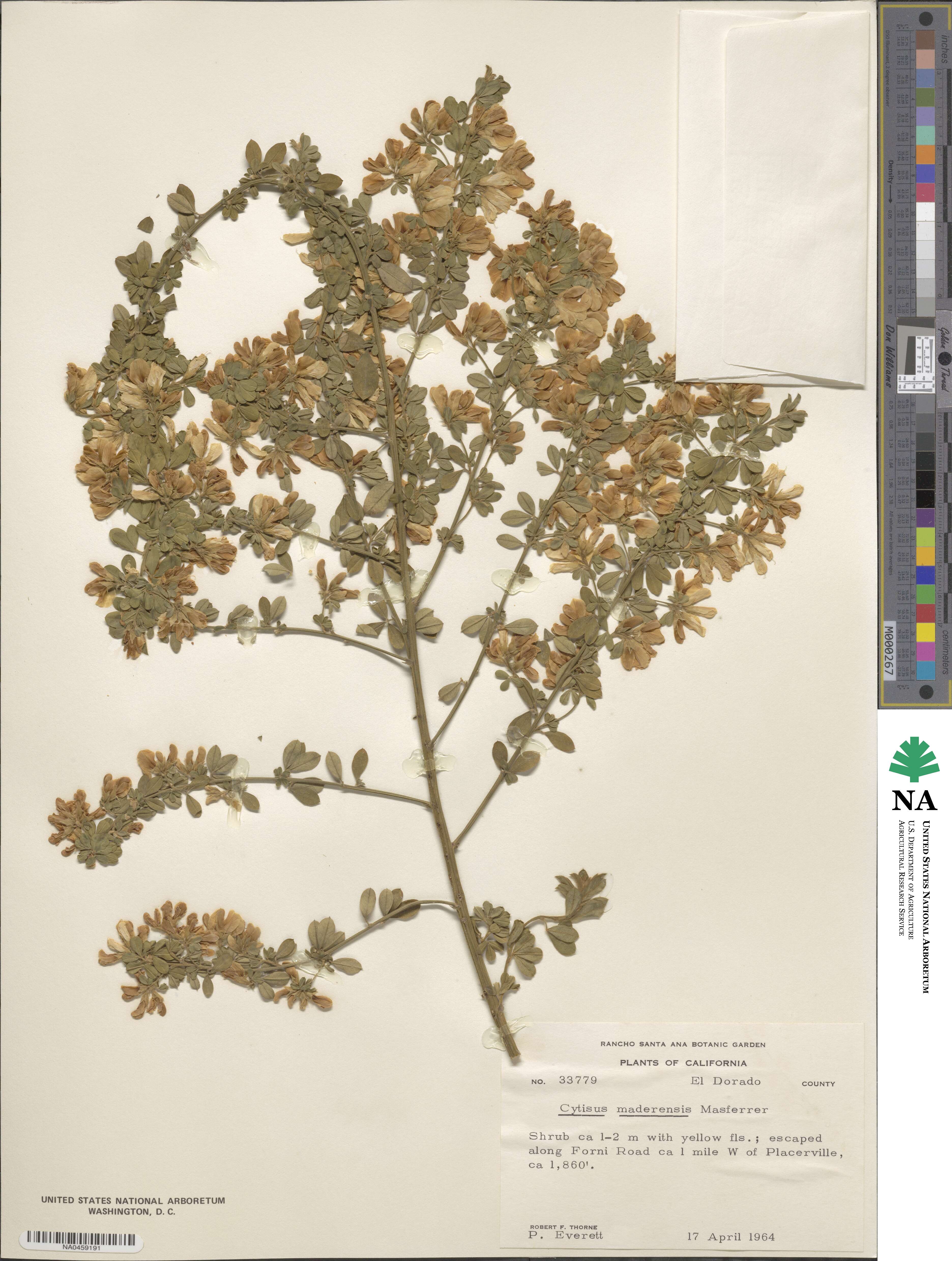 Genista maderensis image