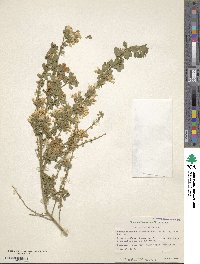 Genista monspessulana image