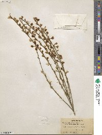 Cytisus multiflorus image