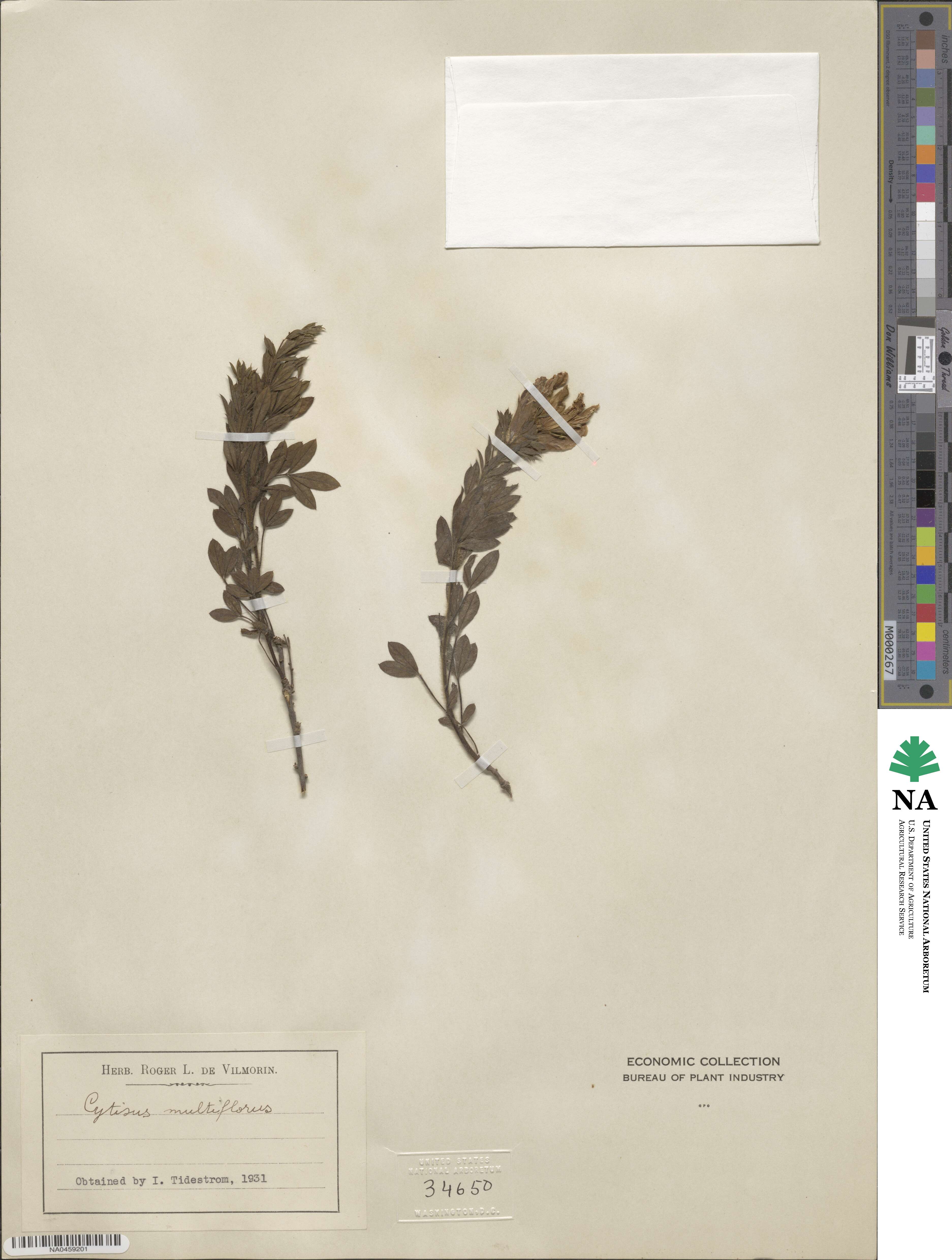 Cytisus multiflorus image