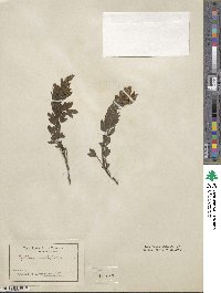 Cytisus multiflorus image