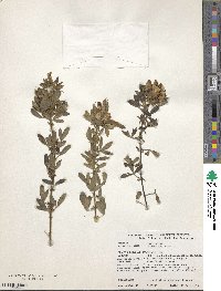 Cytisus nigricans image