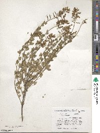 Cytisus nigricans image