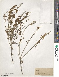 Cytisus nigricans image