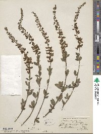 Cytisus nigricans image