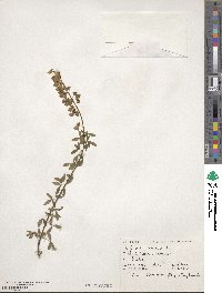 Cytisus nigricans image