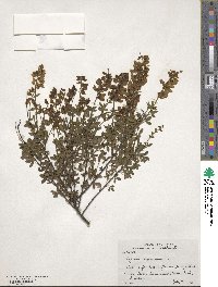 Cytisus nigricans image