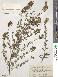 Cytisus nigricans image