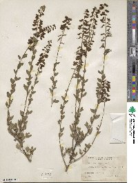 Cytisus nigricans image