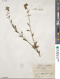 Cytisus nigricans image