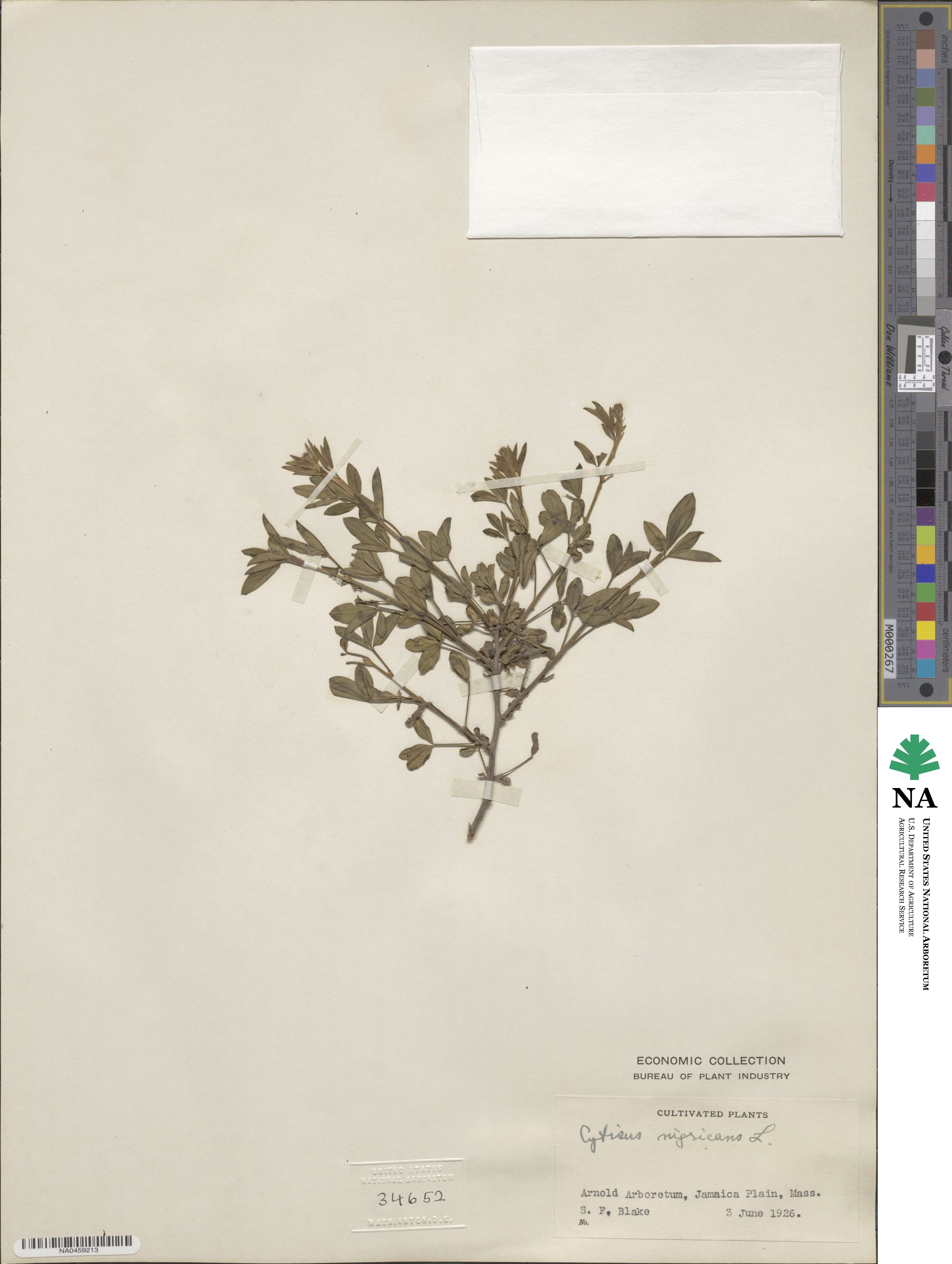 Cytisus nigricans image