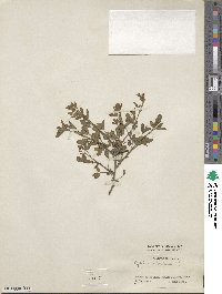 Cytisus nigricans image