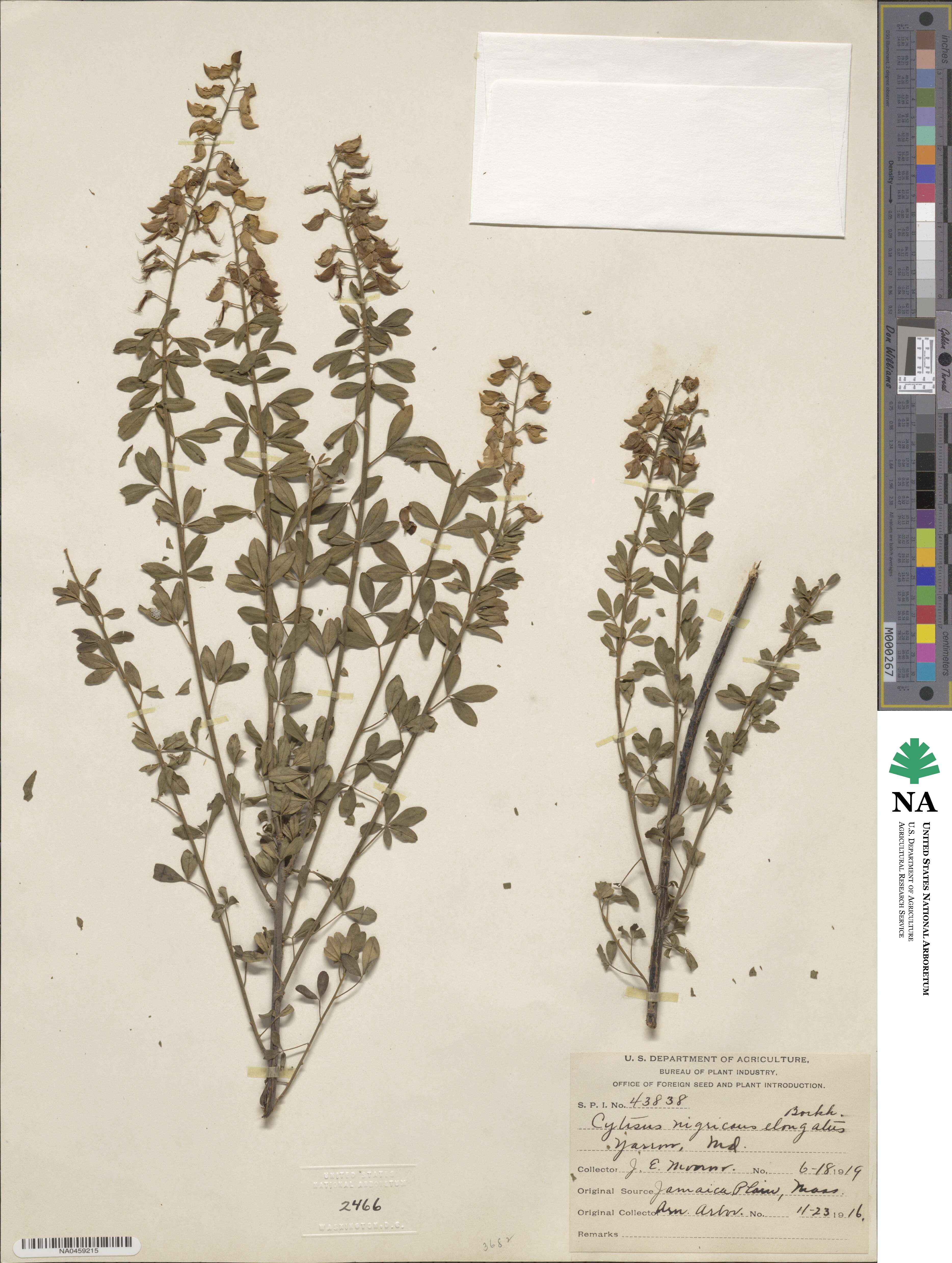 Cytisus nigricans subsp. nigricans image