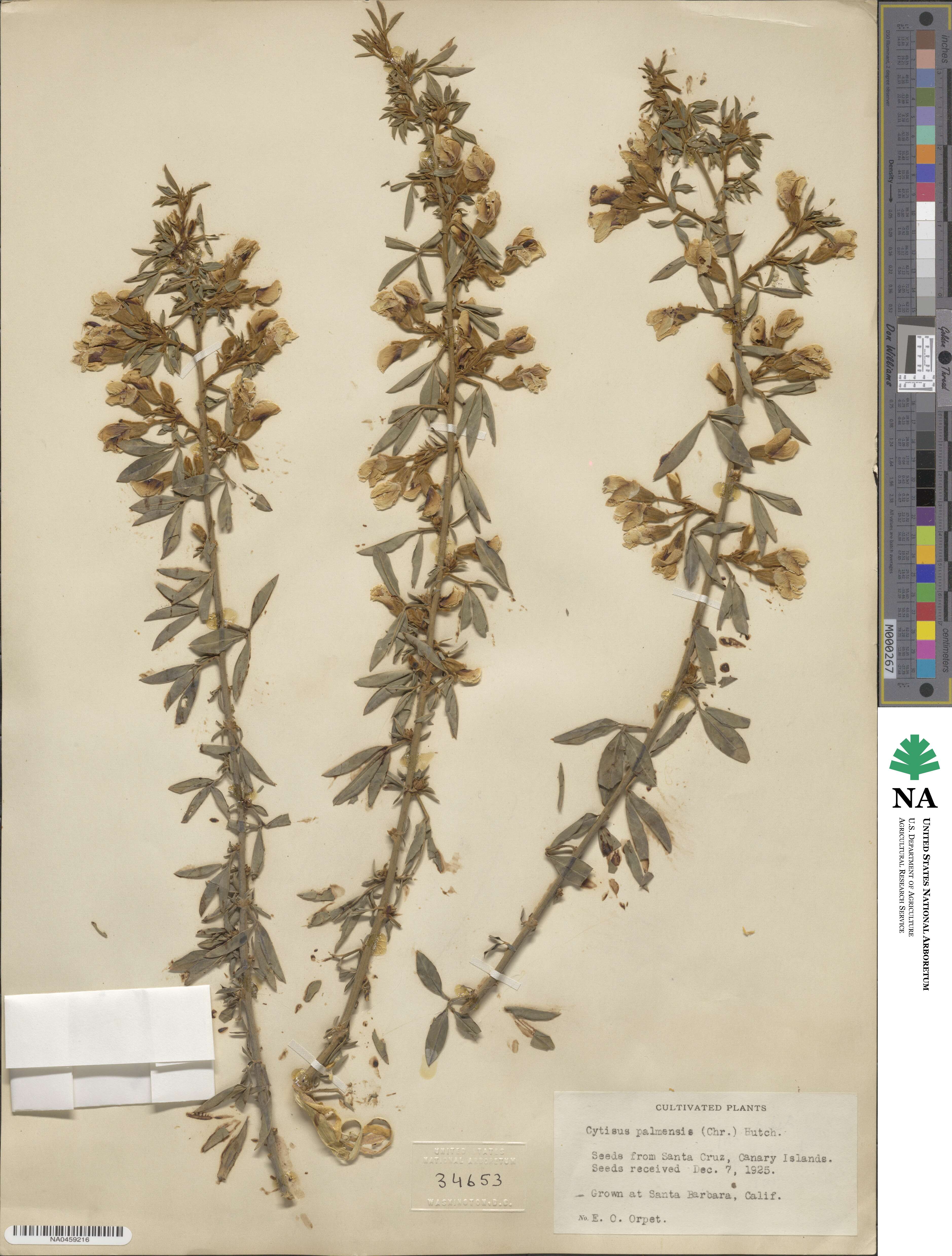 Chamaecytisus prolifer subsp. palmensis image