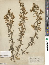 Chamaecytisus prolifer image