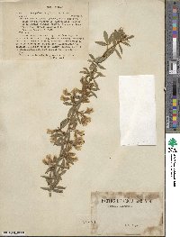 Chamaecytisus prolifer image