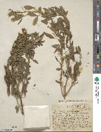 Chamaecytisus prolifer subsp. palmensis image