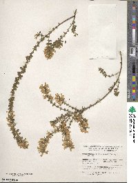 Cytisus procumbens image