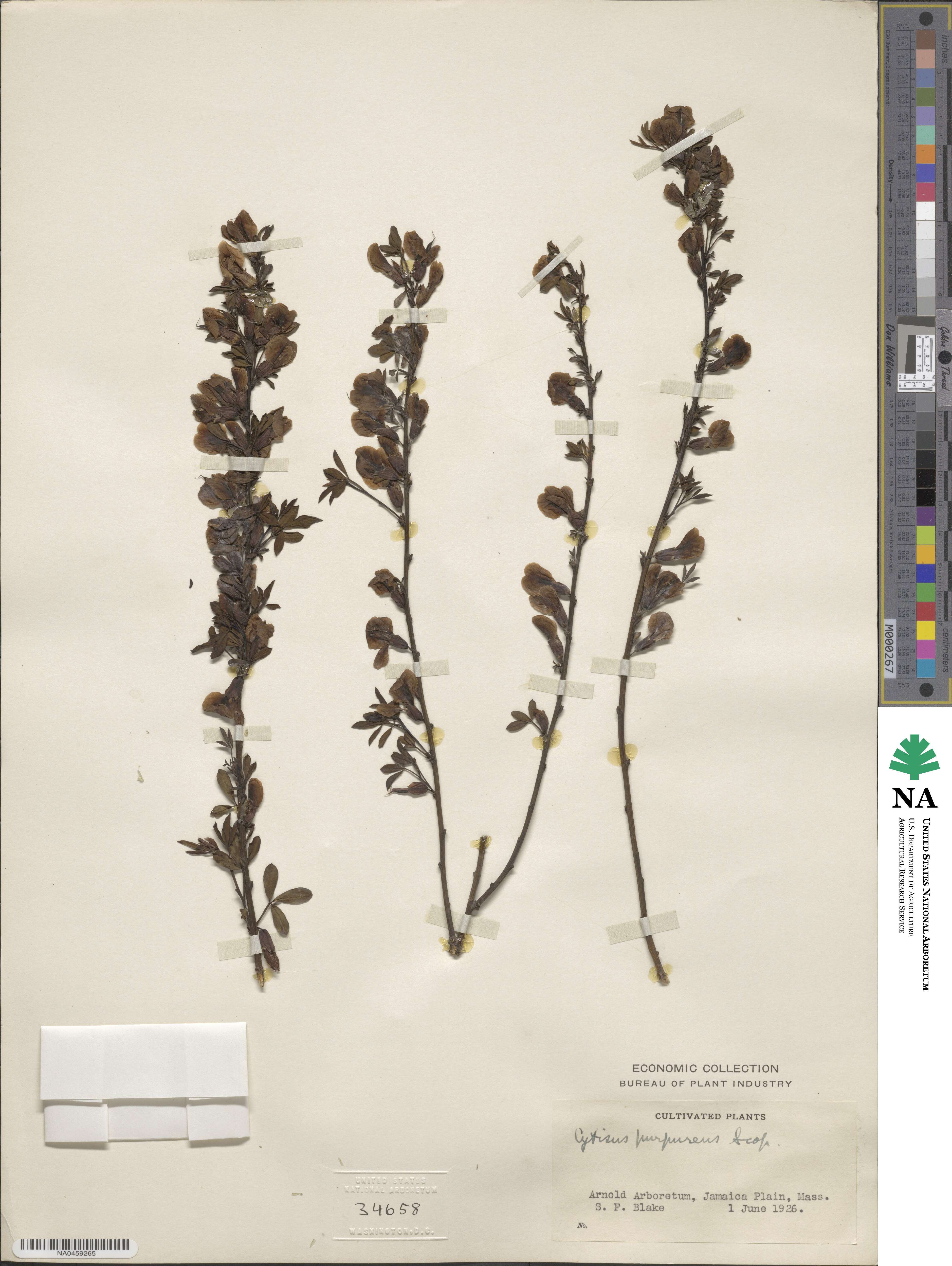 Chamaecytisus purpureus image