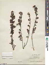 Chamaecytisus purpureus image