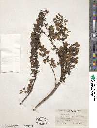 Chamaecytisus purpureus image