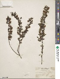 Chamaecytisus purpureus image