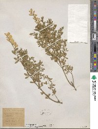 Genista stenopetala image