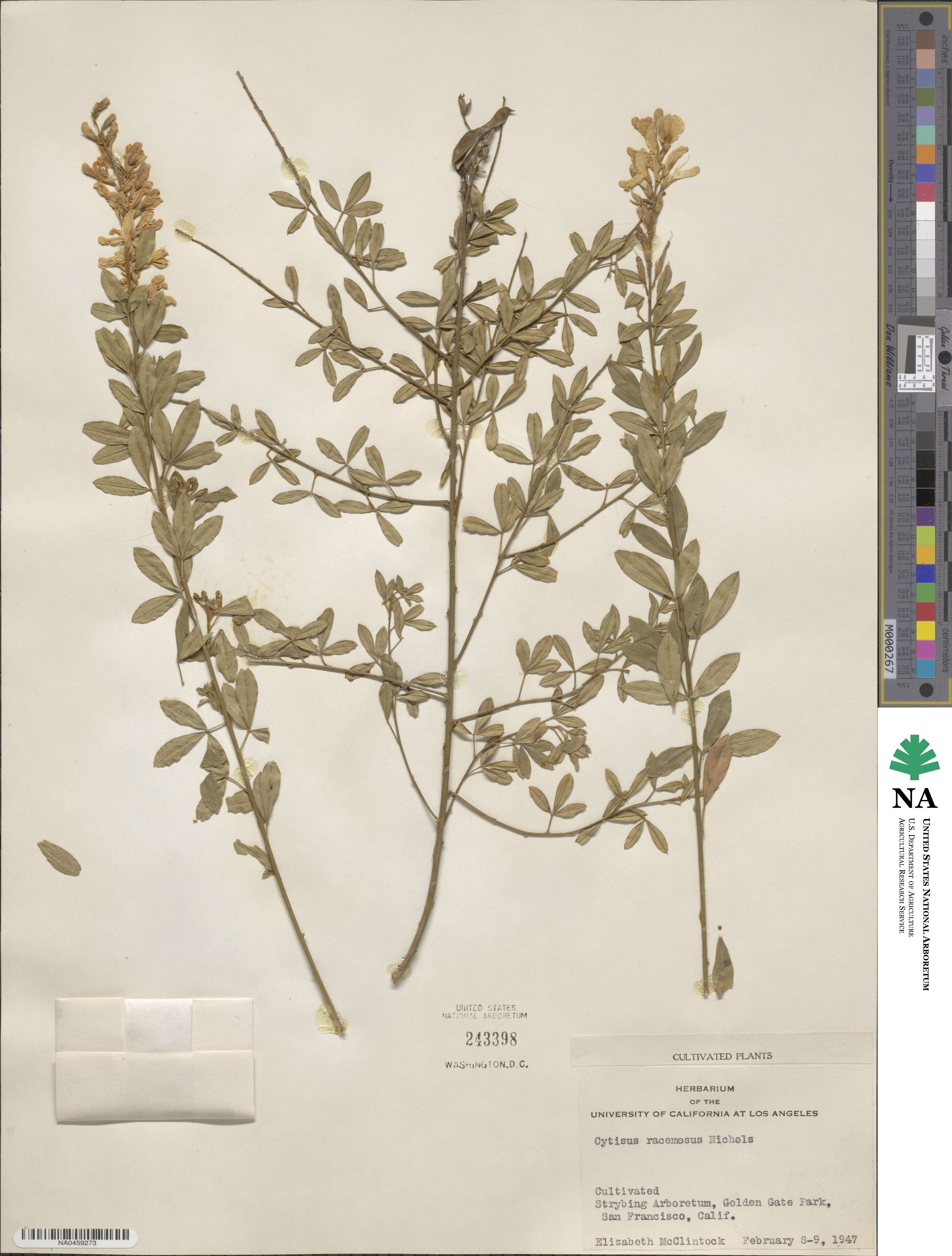 Genista stenopetala image