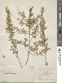 Genista stenopetala image