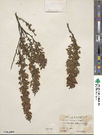 Image of Chamaecytisus ratisbonensis