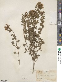 Chamaecytisus ratisbonensis image