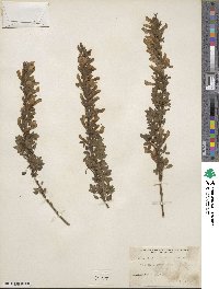 Chamaecytisus ratisbonensis image