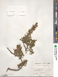 Chamaecytisus ratisbonensis image