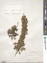 Chamaecytisus ratisbonensis image