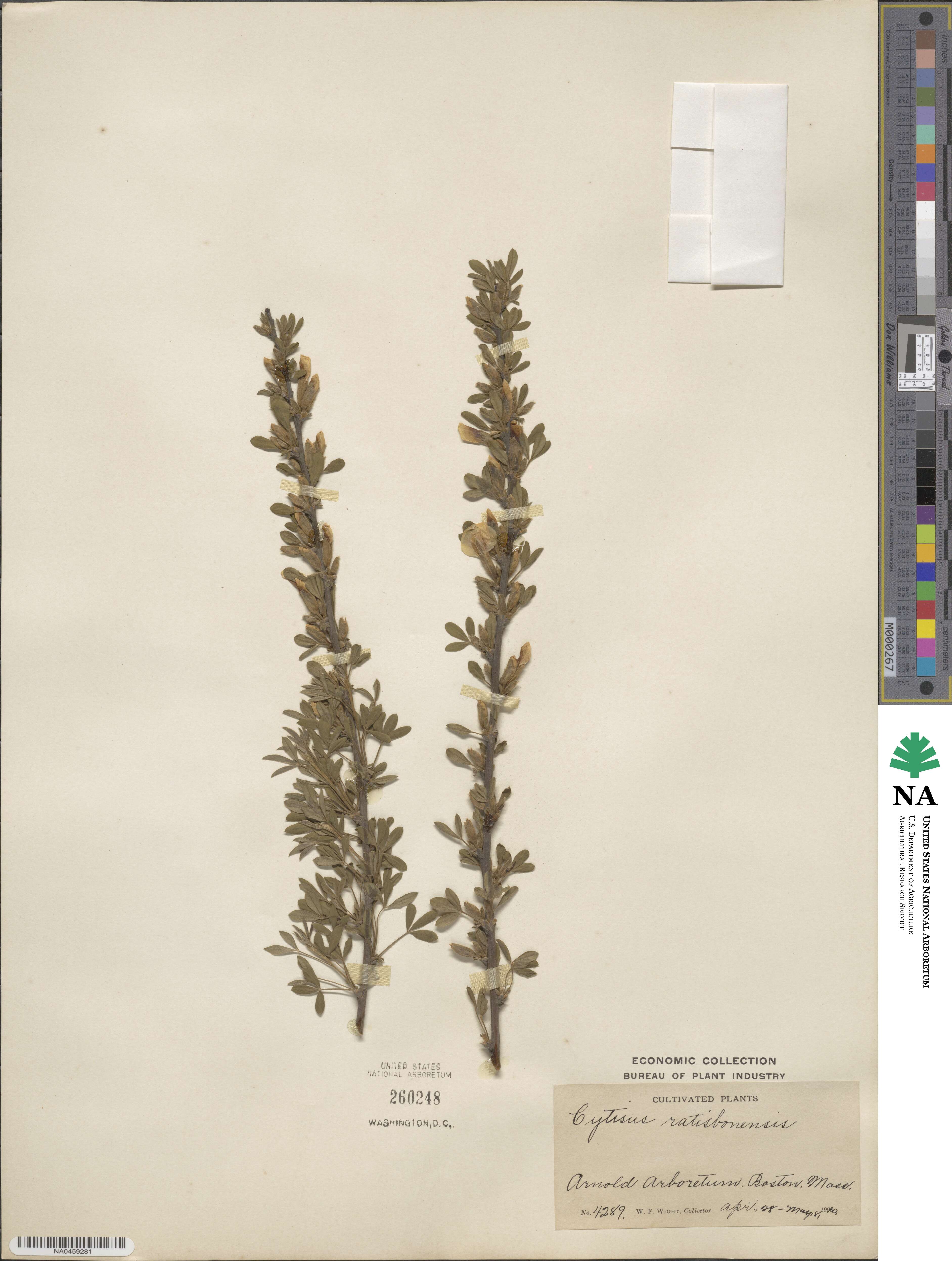 Chamaecytisus ratisbonensis image