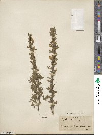 Chamaecytisus ratisbonensis image