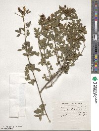 Chamaecytisus ratisbonensis image