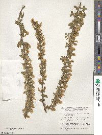 Chamaecytisus ratisbonensis image