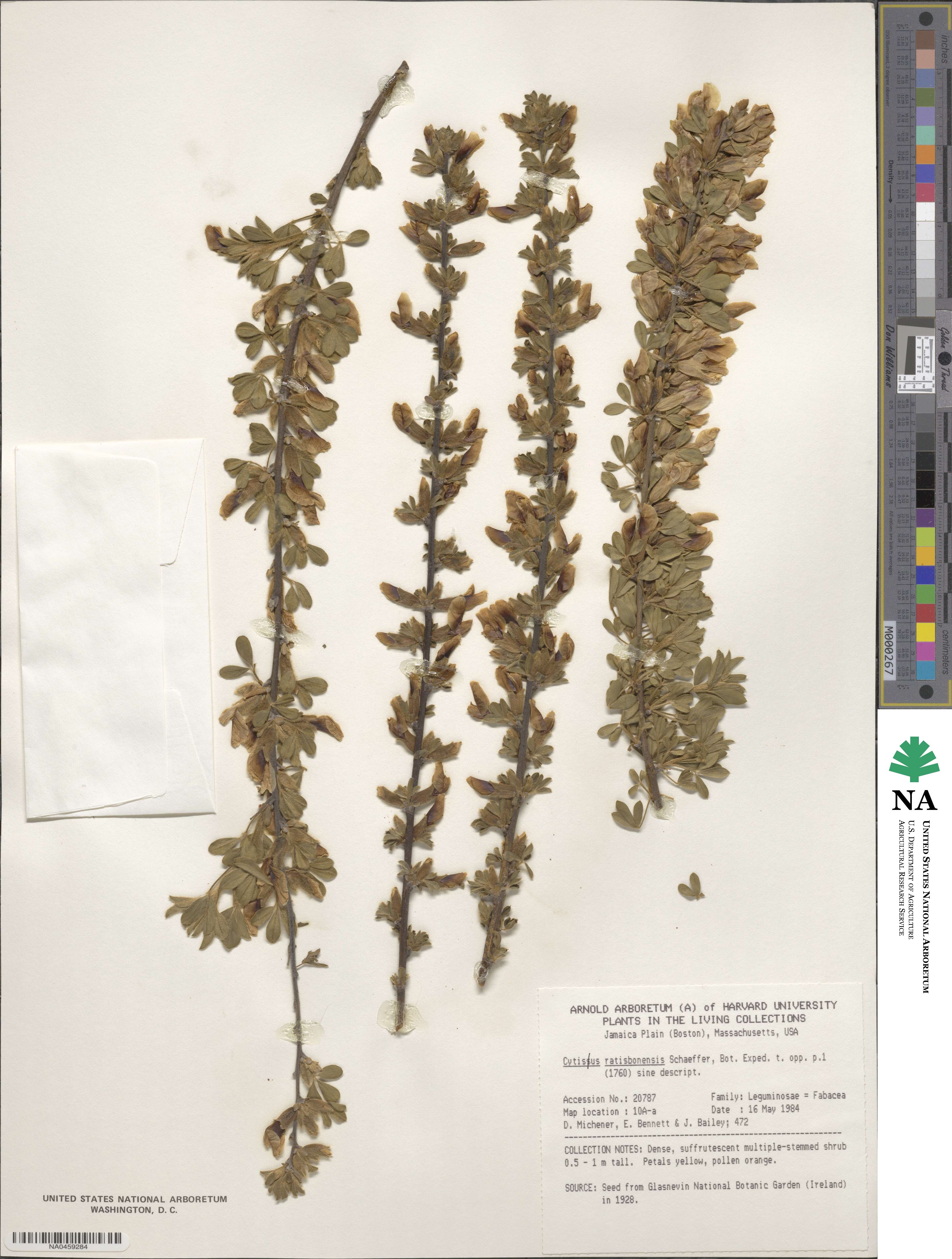 Chamaecytisus ratisbonensis image