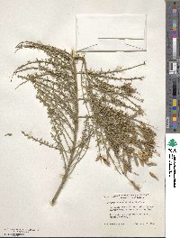 Cytisus rosmarinifolius image