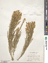 Cytisus rosmarinifolius image