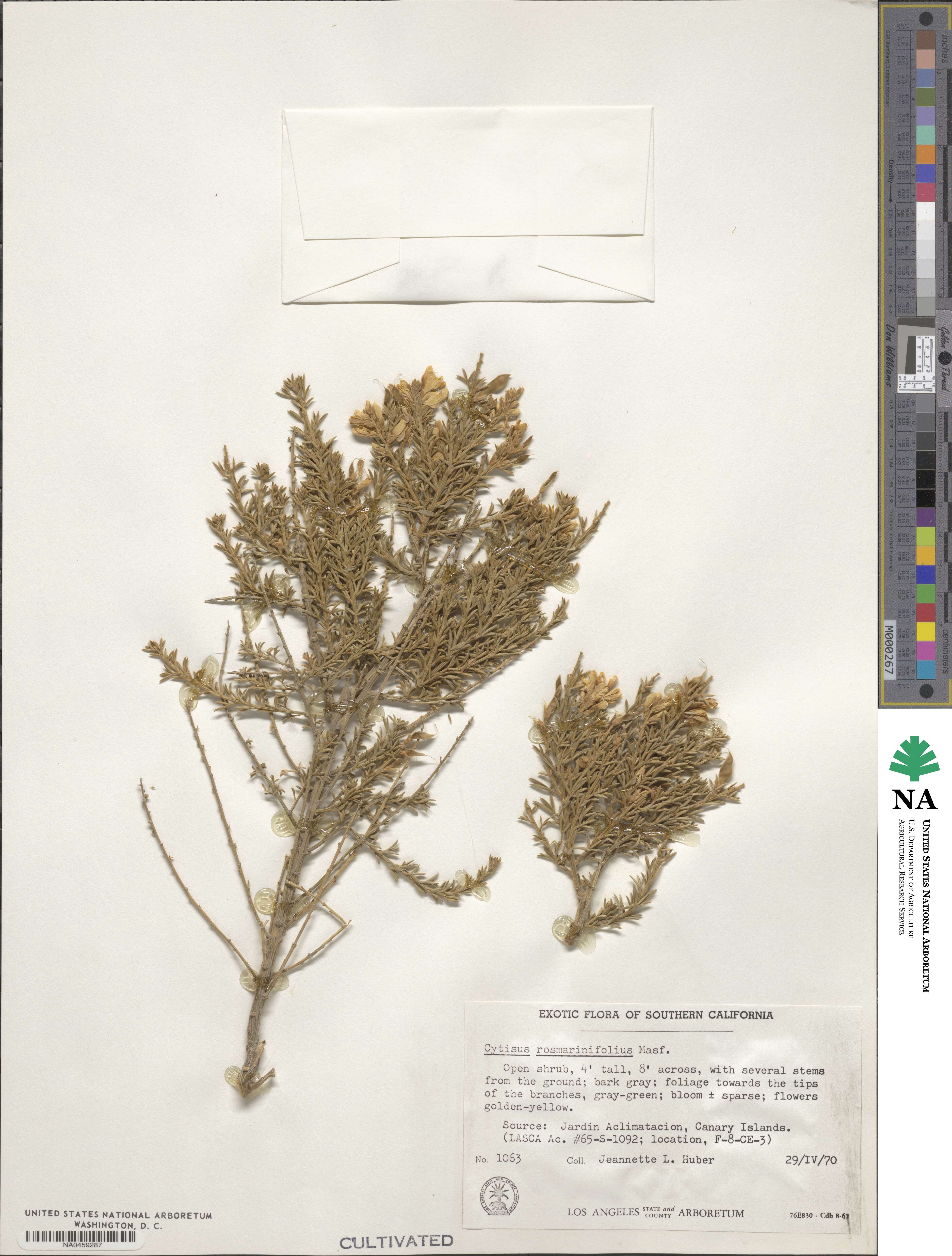 Cytisus rosmarinifolius image