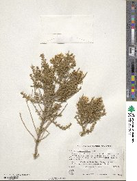 Cytisus rosmarinifolius image